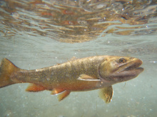 yySuper-male brook trout