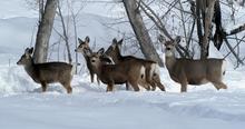 mule deer in deep snow Terry Thomas