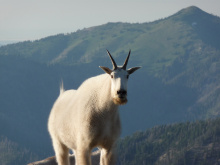 Mountain goat on rocks medium shot August 2011