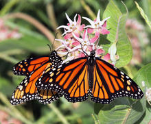 Monarch butterflies on milkweed at the MK Nature Center July 2014