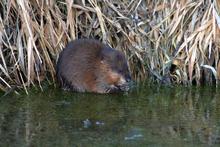 Montour Wildlife Management Area WMA muskrat in a pond January 2009