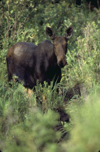 Cartier Slough Wildlife Management Area WMA moose in brush 2005 