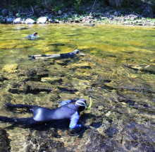 snorkel survey, Moose creek on Selway, photo by Mike Demick 