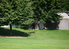 moose_in_twin_falls_park_july_2021