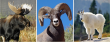 Photo collage of a moose, bighorn sheep, and mountain goat