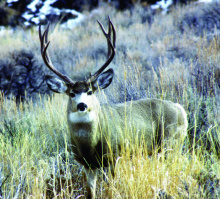 mule deer buck in grass and sagebrush October 2010