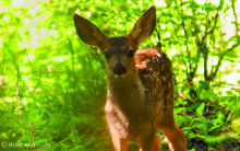 mule deer fawn June 2010