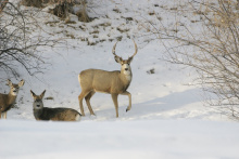 three point mule deer buck and does in snow January 2008