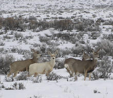 Montpelier Wildlife Management Area WMA  mule deer in snow one white deer medium shot