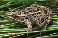 Northern Leopard frog on grass January 1980
