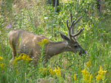 Mule deer, McCall subregion, deer hunting