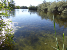 Wilson Springs Pond