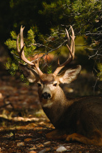 mule deer buck laying in a tree medium shot July 2005