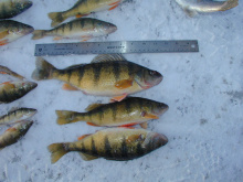 Ice fishing cascade perch