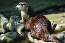 Pennal Access otter on log March 2011