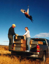 pheasant being released April 2004 by enforcement