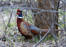 medium shot of a ring-necked pheasant in trees April 2009