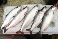a catch of five Kokanee June 2008