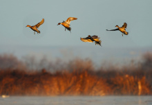 pintails ducks in flight preparing to land on a marsh March 2009
