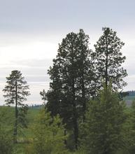 scenic pine trees vertical medium shot 