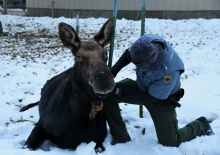 placing_a_radio_collar_on_a_cow_moose_in_hailey_dec_2020