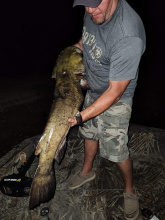 43 inch flathead catfish_jholt_2022