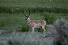 pronghorn horns antelope