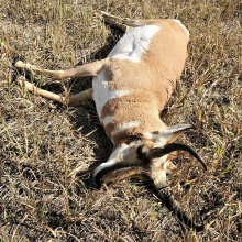 pronghorn_poached_stanley_square