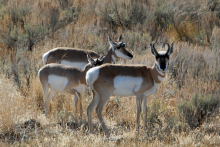 three pronghorn antelope in sagebrush medium shot November 2014