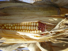 tight shot of corn from deer damage depredation November 2007