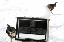turkey and no trespassing sign February 2008