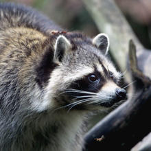 raccoon head shot