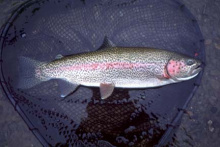 rainbow trout displayed in a net and in water 