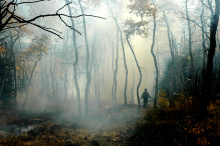 control burn managed fire in a grove of Aspen with smoke and a fire fighter with Fall Colors