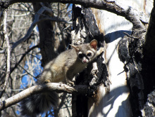 ringtail_after_release_in_the_south_hills