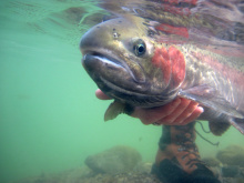 wild steelhead in the Salmon River drainage being held underwater Ron Roberts April 2011 