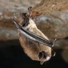 little brown myotic bat  by Al Hick Nysdec