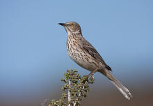 sage thrasher Robert L Kothenbeutel