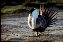 male sage grouse showing off it's fan