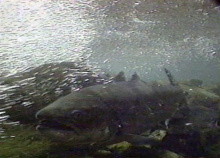 tight shot of a salmon swimming underwater April 2004