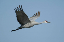 sandhill crane flying January 2015