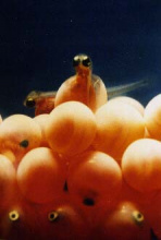 Sawtooth Fish Hatchery fry hatching  vertical shot small photo