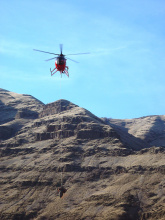 a bighorn sheep being air lifted by helicopter for research in Hell's Canyon January 2006