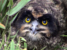 short eared owl chick head shot