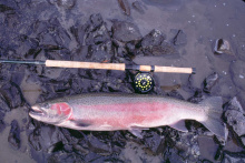 steelhead and fly pole