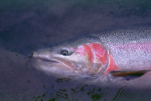 tight shot of the head of a steelhead