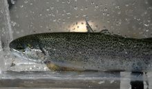 steelhead_smolt_niagara_springs_steelhead_hatchery