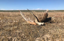 shot-curlew-on-birds-of-prey-nca-june-2018