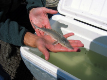 A juvenile sturgeon collected from the middle Snake River