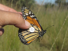 Tagged Monarch butterfly, Idaho